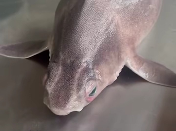 Angular rough shark (Oxynotus centrina) — Oxynotidae