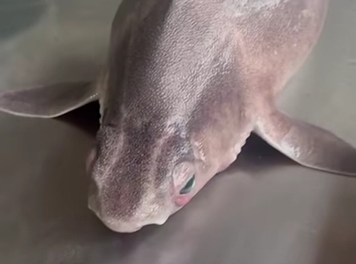 Angular rough shark (Oxynotus centrina) — Oxynotidae