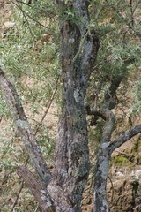 Schinus molle