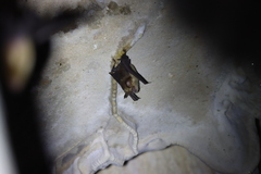 Grandidier's Trident Bat photo 2
