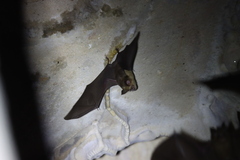 Grandidier's Trident Bat photo 3