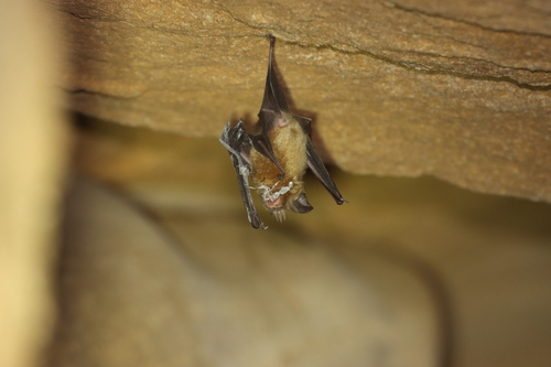 Grandidier's Trident Bat (Paratriaenops auritus) — Vulnerable Mammalia
