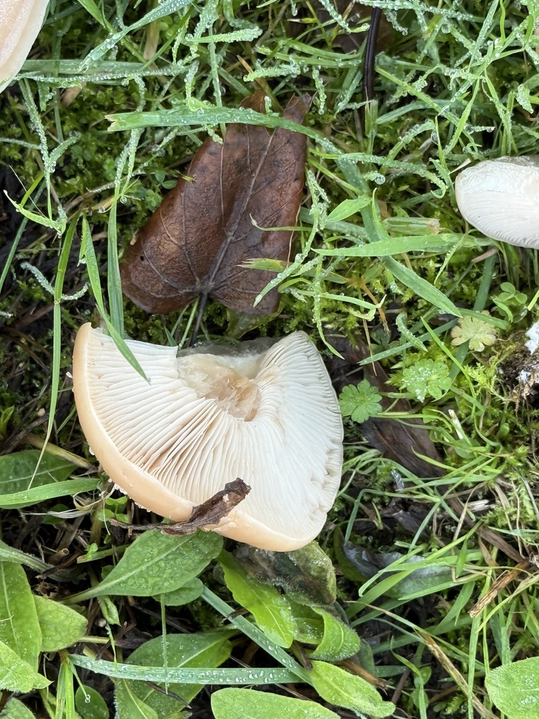 Collybia personata · November 2025 · photo: © cjoynson (iNaturalist, cc0)