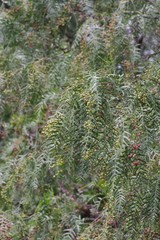 Schinus molle