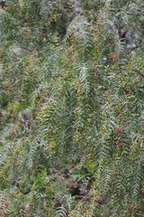 Schinus molle