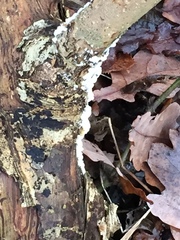 Fungi