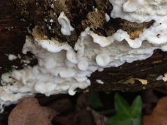 Fungi