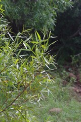 Searsia lancea