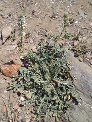 Reseda alba