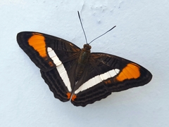 Adelpha gavina