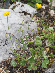 Ranunculus helenae