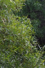 Searsia lancea