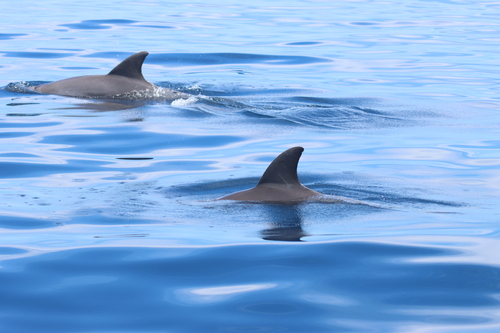 Tursiops aduncus