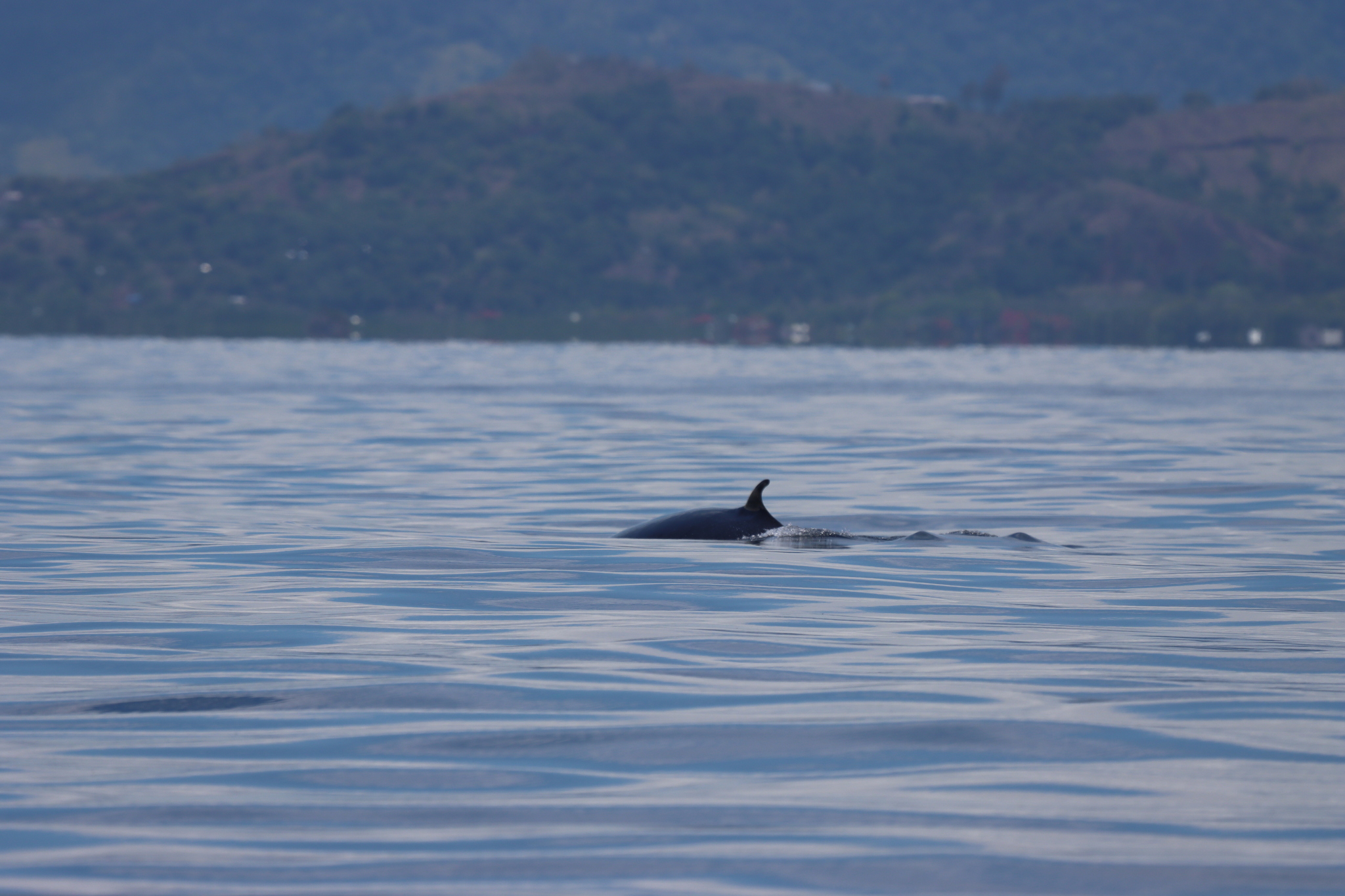 Balaenoptera omurai