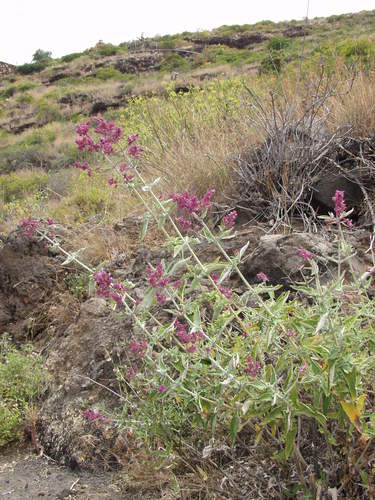 Image of Salvia canariensis by no rights reserved
