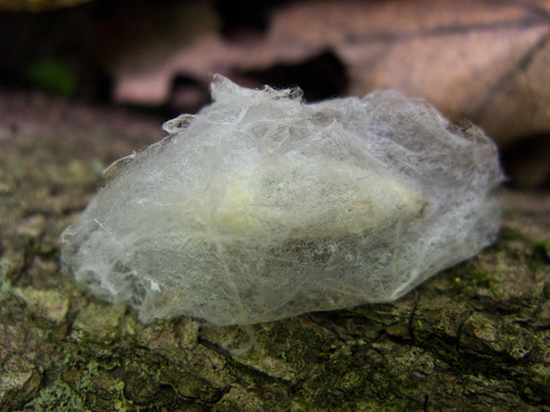 Forest Tent Caterpillar Moth photo 4