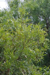 Searsia lancea