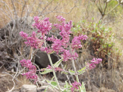 Image of Salvia canariensis by no rights reserved