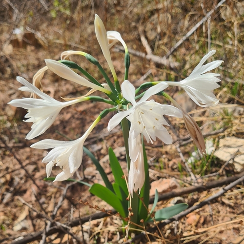 Pancratium foetidum, photograph 2