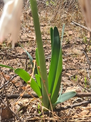Pancratium foetidum, photograph author not stated, no rights reserved