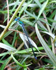 Lestes japonicus