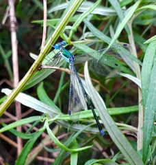 Lestes japonicus