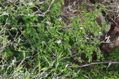 Grewia occidentalis