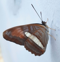 Adelpha gavina