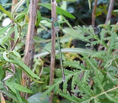 Lestes japonicus