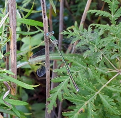 Lestes japonicus