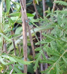 Lestes japonicus