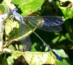 Lestes macrostigma