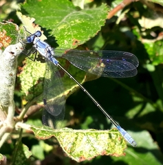 Lestes macrostigma