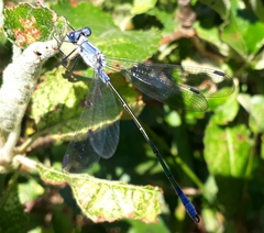 Lestes macrostigma