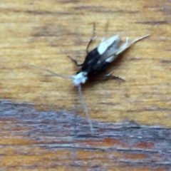 Trichophaga tapetzella