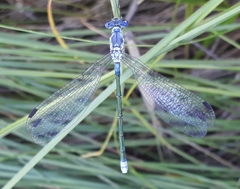 Lestes macrostigma