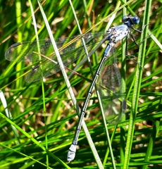 Lestes macrostigma