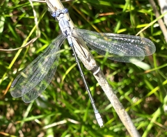 Lestes macrostigma