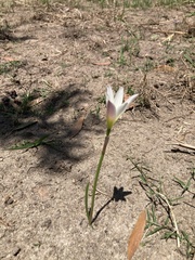 Zephyranthes mesochloa, photograph (c) nprietorivero, some rights reserved (CC BY)