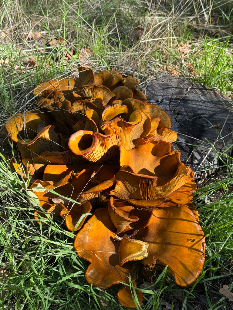 Omphalotus olivascens · November 2025 · photo: © klicklo (iNaturalist, cc-by)