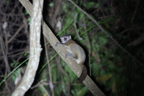 Grey-backed Sportive Lemur