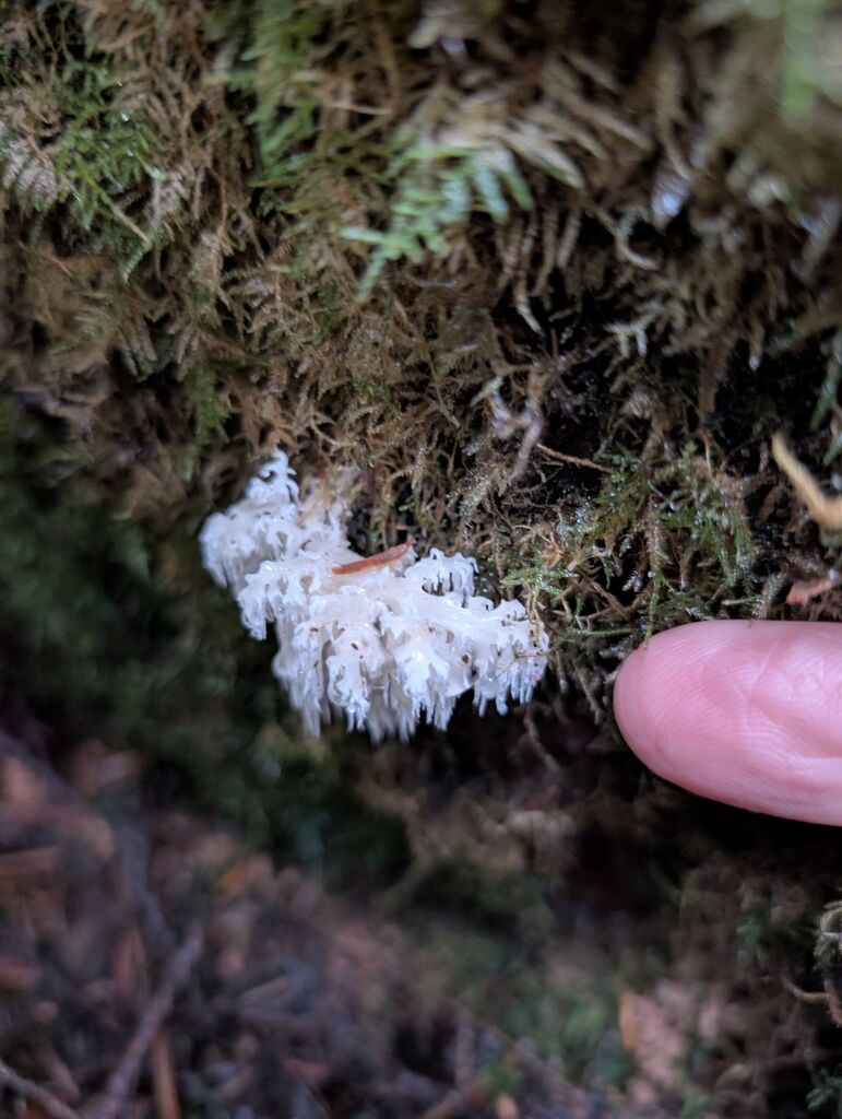 Hericium abietis · November 2025 · photo: © michaelshan (iNaturalist, cc-by-nc)