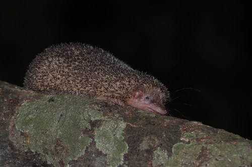 Greater Hedgehog Tenrec