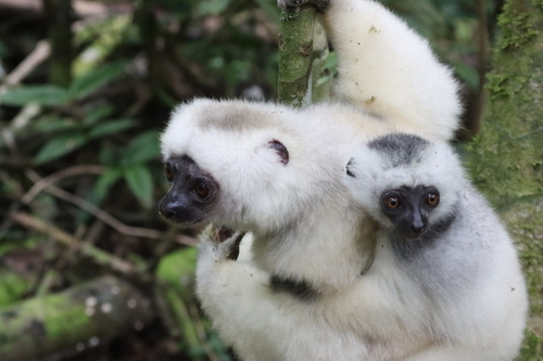Silky Sifaka