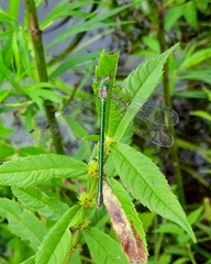 Lestes temporalis