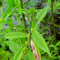 Lestes temporalis