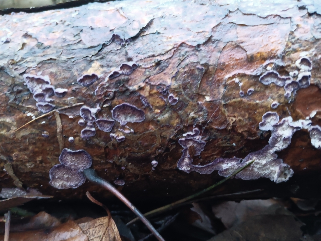 Chondrostereum purpureum · November 2025 · photo: © considerthelilies (iNaturalist, cc-by)