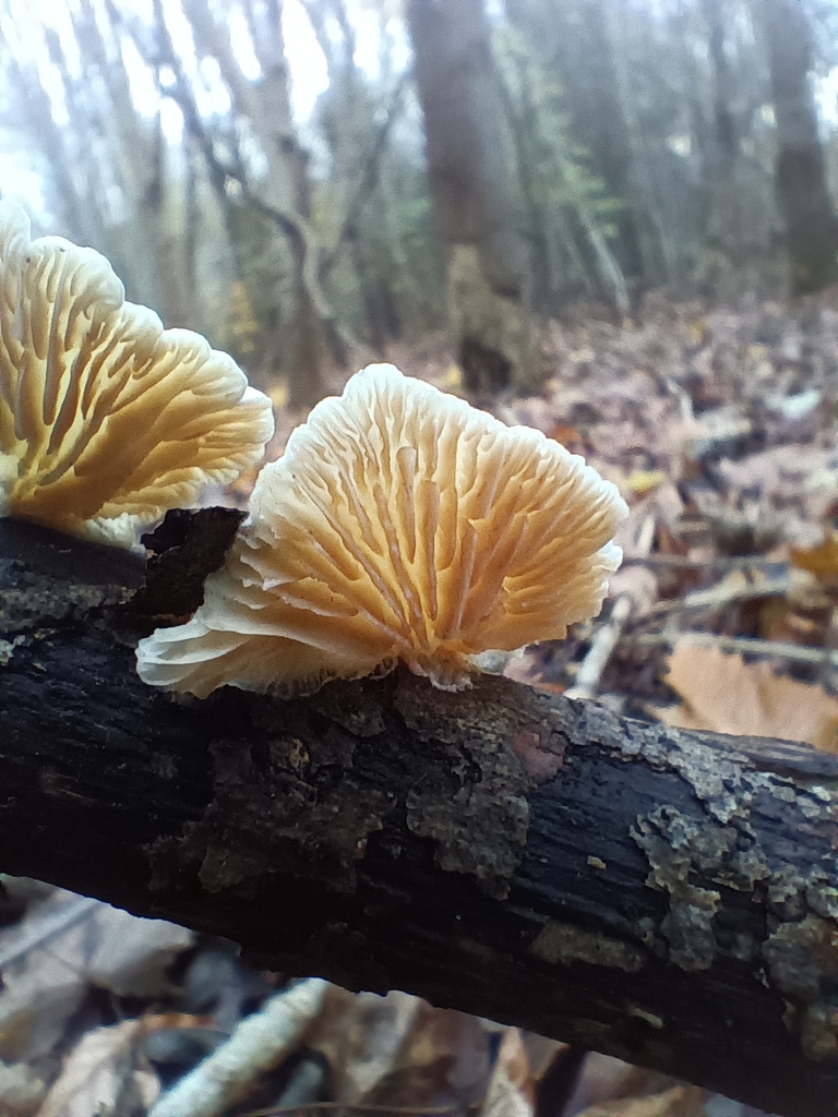 Crepidotus · November 2025 · photo: © considerthelilies (iNaturalist, cc-by)