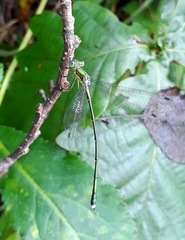 Lestes temporalis