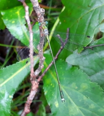 Lestes temporalis